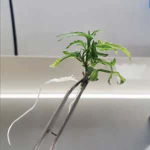 Why Cannabis Tissue Culture Beats Traditional Cloning—Especially for Commercial Growers