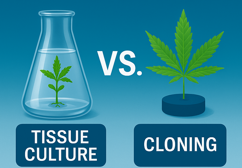 Why Cannabis Tissue Culture Beats Traditional Cloning—Especially for Commercial Growers